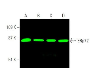 ERp72 Antibody (B-2) - Western Blotting - Image 381531