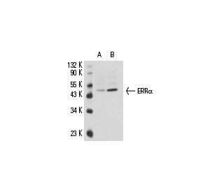ERR&alpha; Antibody (2ERR2) - Western Blotting - Image 15859 