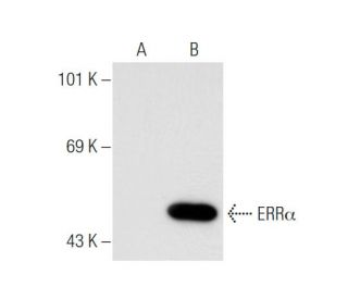 ERRα Antibody (2ERR2) - Western Blotting - Image 55797