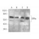 ERRα Antibody (1ERR87) - Western Blotting - Image 372366