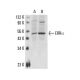 ERRα Antibody (2ERR7) - Western Blotting - Image 16279