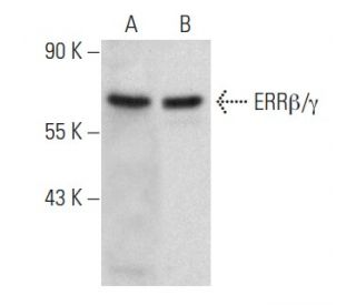 ERR&beta;/&gamma; Antibody (E-1) - Western Blotting - Image 357283 