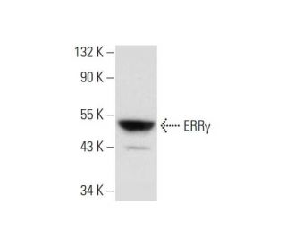ERR&gamma; Antibody (D-1) - Western Blotting - Image 299440 