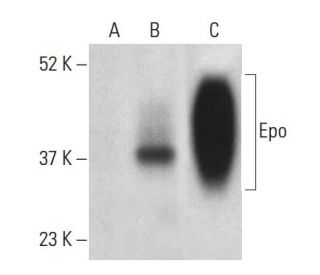 Erythropoietin/EPO Antibody (B-4) - Western Blotting - Image 398965 