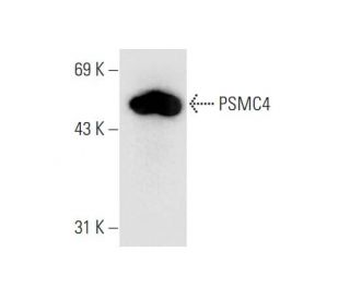 PSMC4 Antibody (G-4) - Western Blotting - Image 66112 