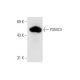 PSMC4 Antibody (G-4) - Western Blotting - Image 66112 