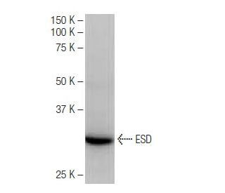ESD Antibody (6-RE43) - Western Blotting - Image 64932