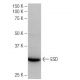 ESD Antibody (6-RE43) - Western Blotting - Image 64932