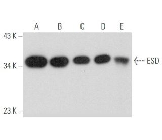 ESD Antibody (A-5) - Western Blotting - Image 333471 