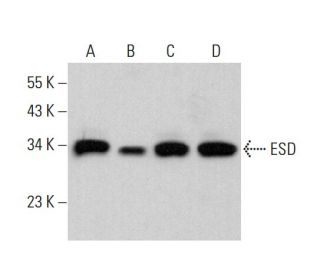 ESD Antibody (D-4) - Western Blotting - Image 383278 
