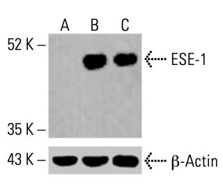 ESE-1 Antibody (E-8) - Western Blotting - Image 414644