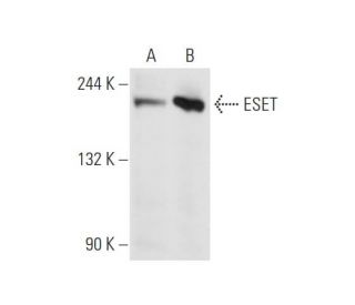 ESET Antibody (A-1) - Western Blotting - Image 66332 