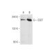 ESET Antibody (A-1) - Western Blotting - Image 66332 