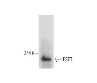 ESET Antibody (G-4) - Western Blotting - Image 133524 