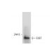 ESET Antibody (G-4) - Western Blotting - Image 133524 