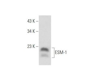 western blotting image from recommended ESM-1 (C-10) monoclonal antibody replacement. Image 345907