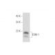 western blotting image from recommended ESM-1 (C-10) monoclonal antibody replacement. Image 345907