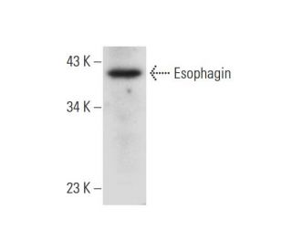 Esophagin Antibody (E-6) - Western Blotting - Image 333431 