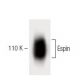 Espin Antibody (31) - Western Blotting - Image 60507