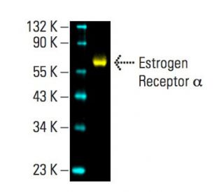 Konjugiertes estrogen preis