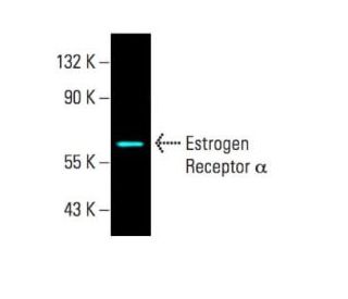 preis für konjugiertes estrogen