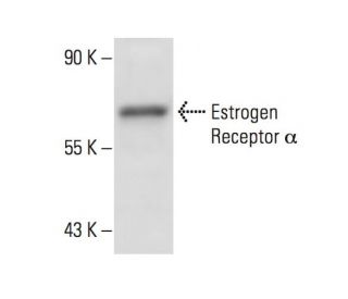 Estrogen Receptor alpha Antibody (D547) - Western Blotting - Image 13441 