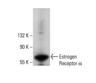 Estrogen Receptor alpha Antibody (F-10) - Western Blotting - Image 351994