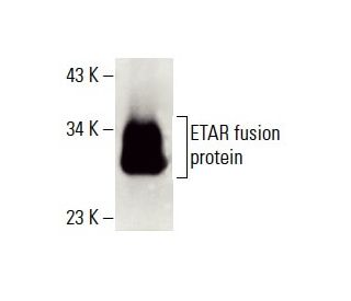 ETAR Antibody (C-4) - Western Blotting - Image 396358 