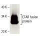 ETAR Antibody (C-4) - Western Blotting - Image 396358 