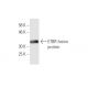 ETBR Antibody (5H2) - Western Blotting - Image 348471
