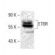 ETBR Antibody (C-5) - Western Blotting - Image 398508