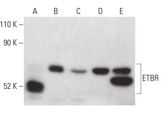 ETBR Antibody (C-5) | SCBT - Santa Cruz Biotechnology