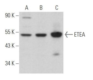 ETEA Antibody (D-10) - Western Blotting - Image 364151 