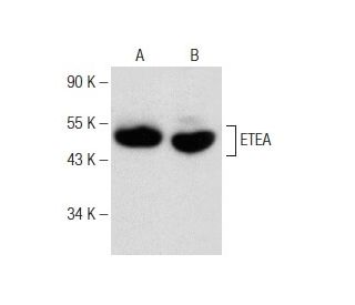 ETEA Antibody (F-7) - Western Blotting - Image 148769 