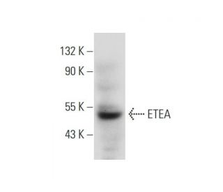 ETEA Antibody (H-6) - Western Blotting - Image 137715 