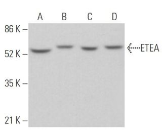 ETEA Antibody (F-7) - Western Blotting - Image 362489