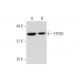 ETFDH Antibody (D-2) - Western Blotting - Image 344475