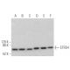 ETFDH Antibody (D-2) - Western Blotting - Image 372854 