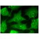 ETHE1 Antibody (B-12) - Immunofluorescence - Image 298908 
