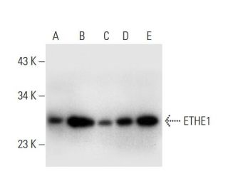 ETHE1 Antibody (B-12) - Western Blotting - Image 299017 