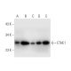 ETHE1 Antibody (B-12) - Western Blotting - Image 299017 