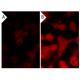 Ethyl-3,4-Dephostatin: sc-220886. Immunofluorescence staining of methanol-fixed lambda protein phosphatase (sc-200312A) tr