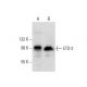 western blotting image from recommended ETO-2 (C-12) monoclonal antibody replacement. Image 303850