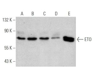 western blotting image from recommended ETO (3H11) monoclonal antibody replacement. Image 366688