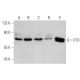 Este anticuerpo policlonal ha dejado de fabricarse. Consulta nuestro anticuerpo monoclonal recomendado <a href="eto-antibody-3h11">ETO (3H11)</a> (se muestran datos de muestra). western blotting image from recommended ETO (3H11) monoclonal antibody replacement. Image 366688