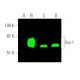 western blotting image from recommended Ets-1 (C-4) monoclonal antibody replacement. Image 374268