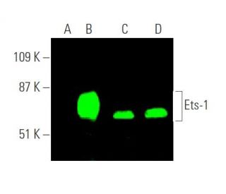western blotting image from recommended Ets-1 (C-4) monoclonal antibody replacement. Image 374268