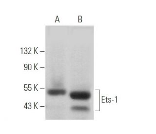 Ets-1 Antibody (C-4) - Western Blotting - Image 373059