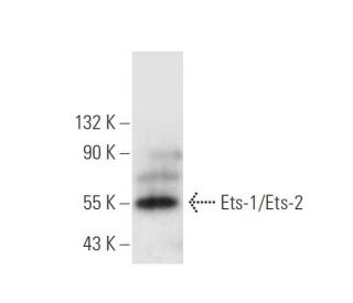 western blotting image from recommended Ets-1/Ets-2 (D-7) monoclonal antibody replacement. Image 305621