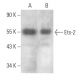 western blotting image from recommended Ets-2 (E-5) monoclonal antibody replacement. Image 353953
